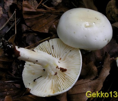 Hygrophorus discoxanthus3.JPG