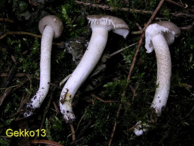 Hygrophorus pustulatus2.jpg