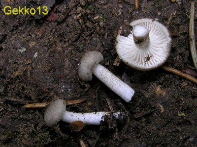 Hygrophorus pustulatus3.jpg