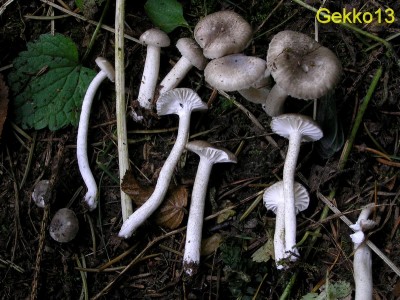 Hygrophorus pustulatus.jpg