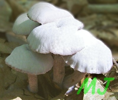 Lakovka_ametystova_Laccaria amethystea2.jpg