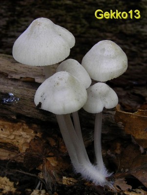 Mycena_arcangeliana3.JPG