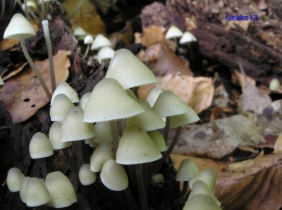 Mycena_oortiana.JPG