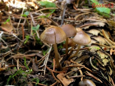 mycena_strobilicola2.jpg