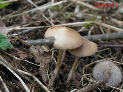 mycena_strobilicola.jpg