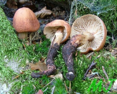 Penizovka_vretenonoha_Collybia_fusipes1.jpg