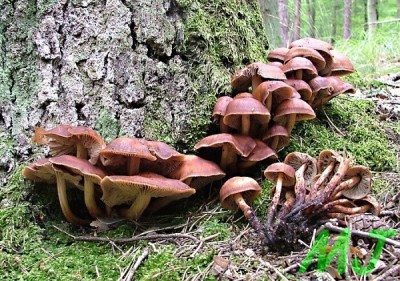 Penizovka_vretenonoha_Collybia_fusipes.jpg