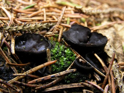 Pseudoplectania_nigrella3.JPG