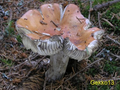 Russula decolorans2.JPG