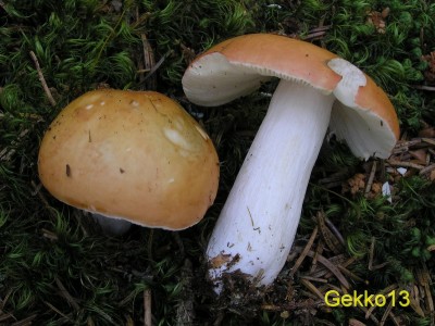 Russula decolorans.JPG