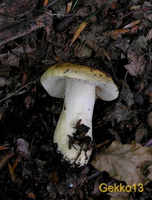 Russula_fellea.JPG