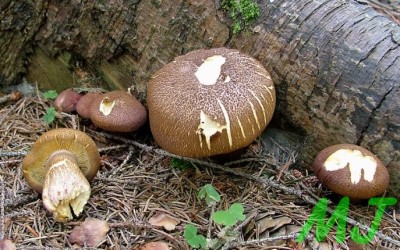 Safranka_cervenozluta_Tricholomopsis_rutilans.jpg