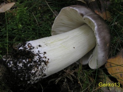 Tricholoma portentosum2.JPG