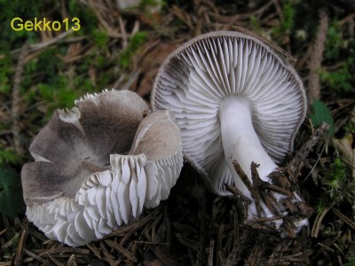 Tricholoma terreum2.JPG